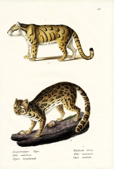 Clouded Leopard, 1824 by Karl Joseph Brodtmann